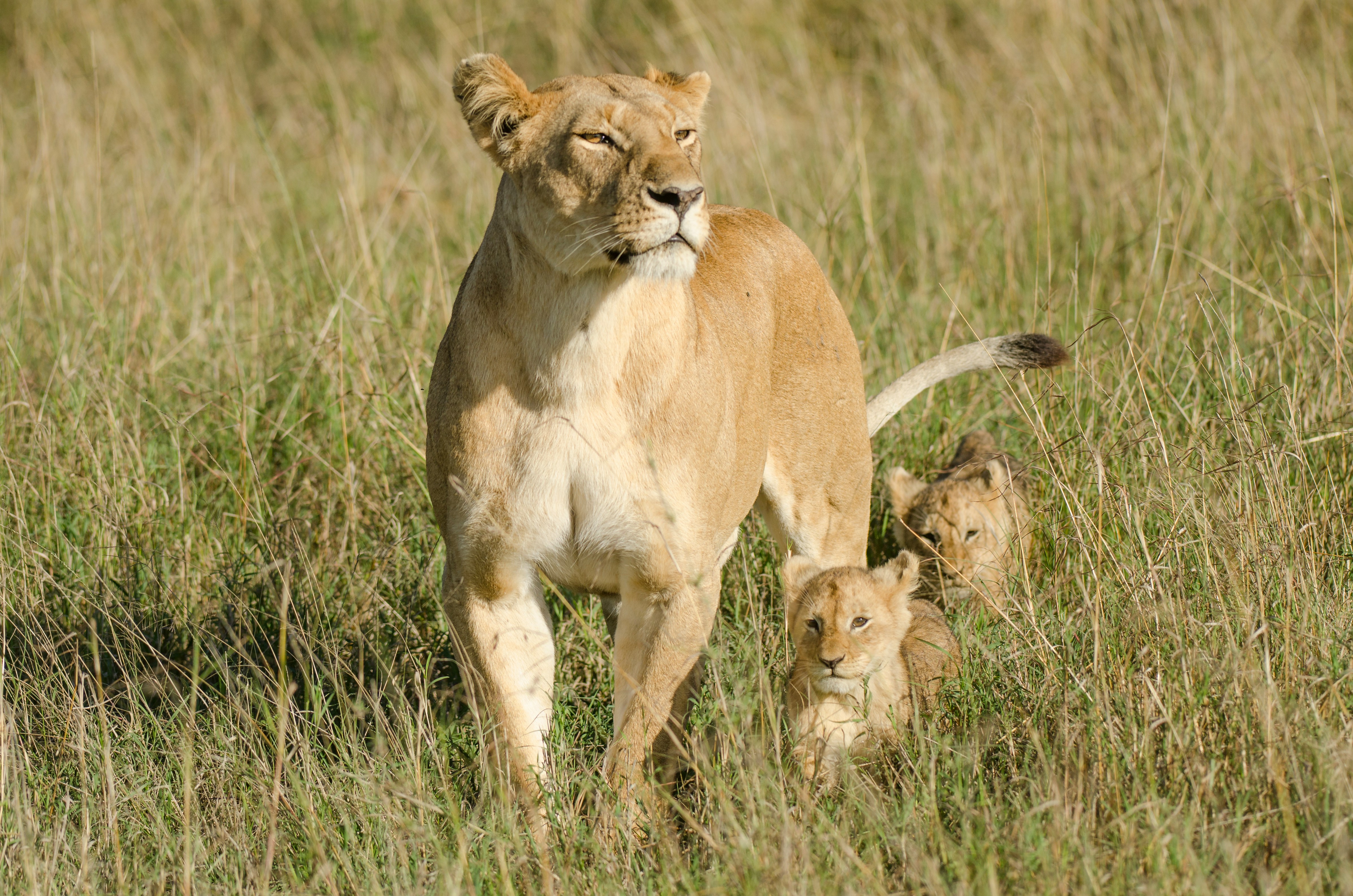 Lioness with her Cubs
